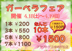 予告　ガーベラフェア開催‼️