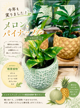 今年もメロンとパイナップルが実りました！！