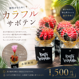水耕栽培のカラフルサボテン