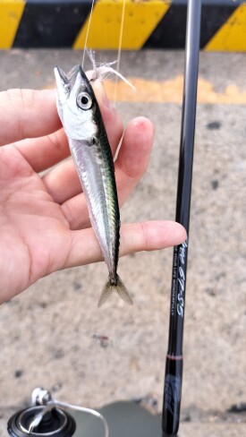 春の釣り、盛り上がってます！