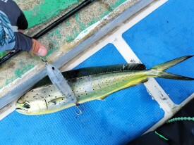 4度目にして乗船！これにて「夏、完成。」