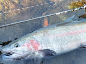 リリース&キャッチ!?&リリース!!【箱根早川】
