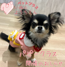 子犬期のたのしいお勉強会🐶5月度パピークラス開催！
