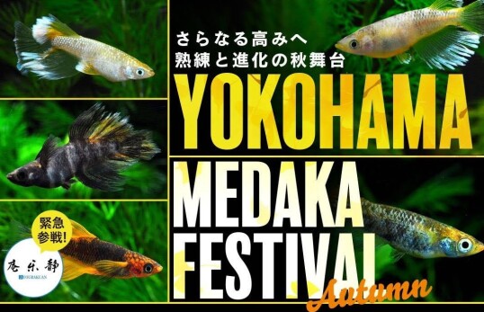 11/16(日)YOKOHAMA MEDAKA FESTIVAL ※本イベントは高架下広場にて開催いたします